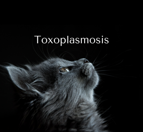 Toxoplasmosis: a cat-astrophe to avoid