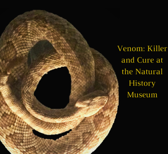 Venom:  Killer and Cure (Natural History Museum) Review