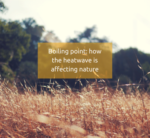 Boiling point: how the heatwave is affecting nature