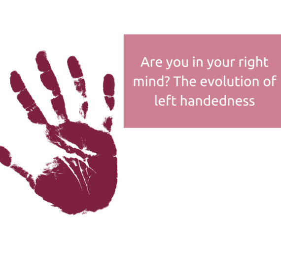 Are you in your right mind? The evolution of left handedness