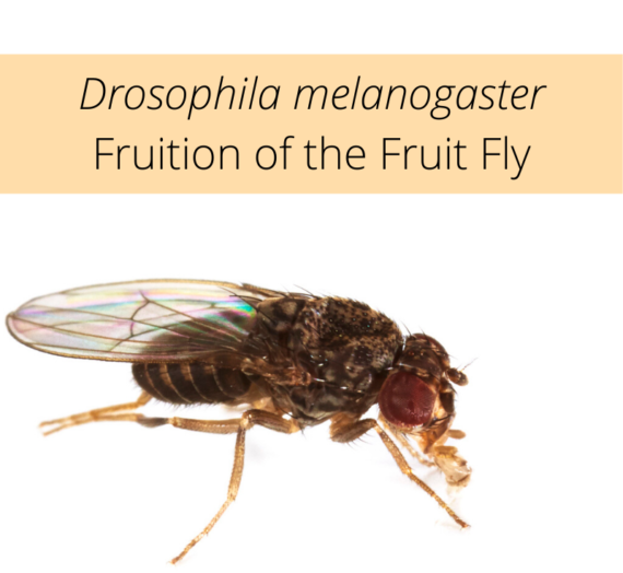 Drosophila melanogaster – Fruition of the fruit fly