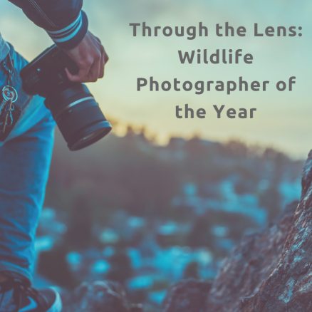Through the Lens: Wildlife Photographer of the Year