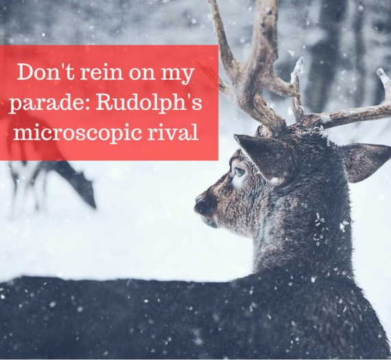 Don’t rein on my parade: Rudolph’s microscopic rival